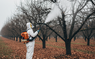 Atomizoare 2025: Cum Alegi Cel Mai Bun Atomizor de Grădină - Sarc Sudex